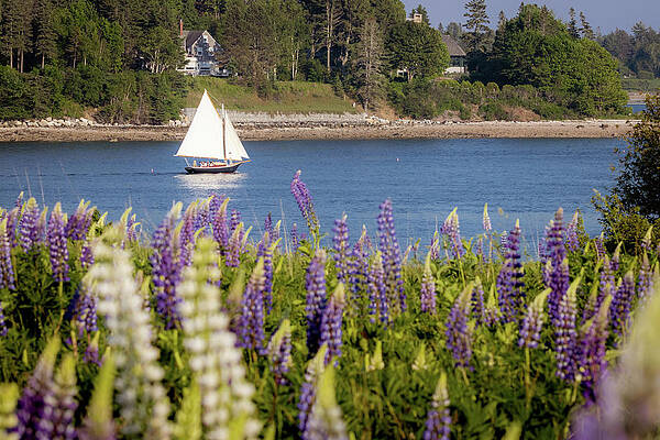 Flower Photograph - Sailboat On Sommes Sound by Craig A Walker