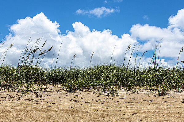 Wall Art featuring the photograph Sailfish Beach Sand Dunes by Blair Damson
