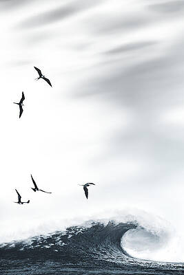 Frigatebirds Over Ocean Wave Wall Art
