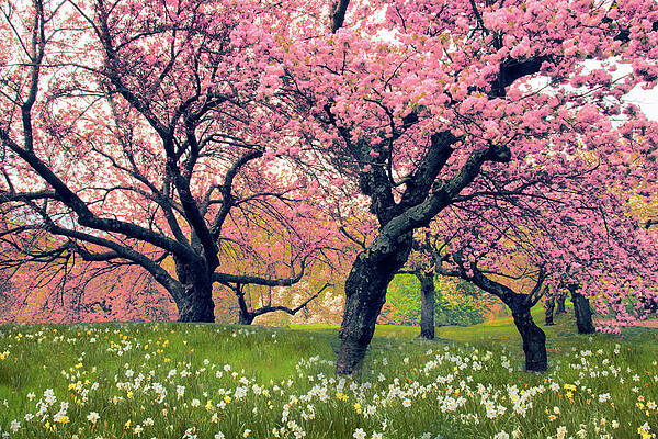 Jessica Jenney Flowering Spring Trees Wall Art