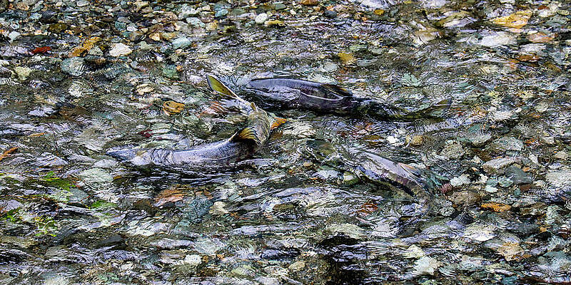 Wall Art featuring the photograph Salmon 4A by Sally Fuller