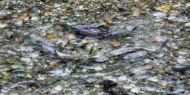 Wall Art featuring the photograph Salmon 5A by Sally Fuller