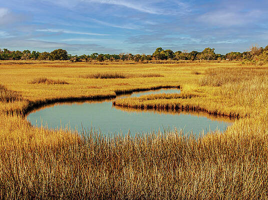 South Carolina Photograph - Salt Marsh Photograph by Louis Dallara