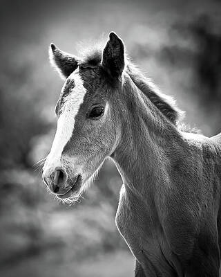 Nature Photograph - Salt River Baby by American Landscapes