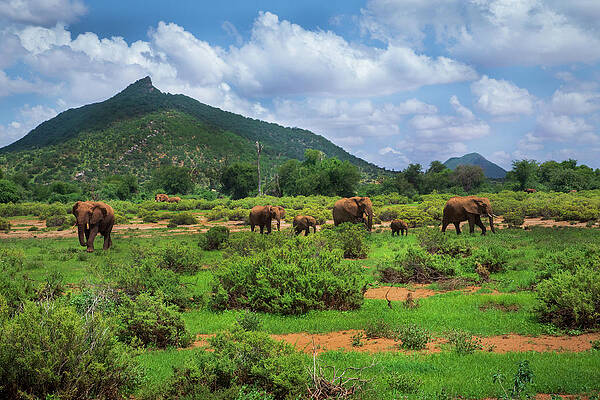 Mountain Wall Art featuring the photograph Samburu Observation No. 639 by Jonathan Babon