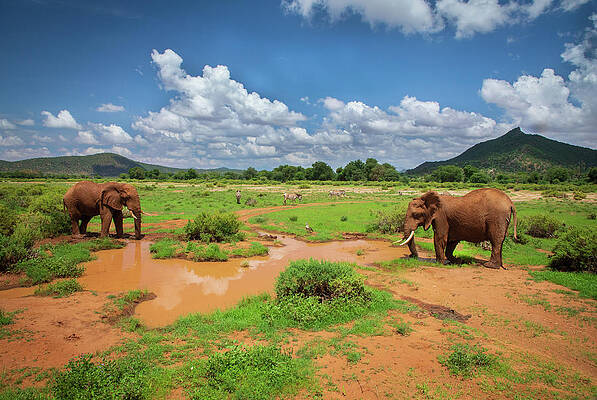 Mountain Wall Art featuring the photograph Samburu Observation No. 676 by Jonathan Babon