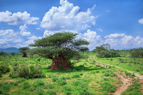 Mountain Wall Art featuring the photograph Samburu Termite Survivor by Jonathan Babon
