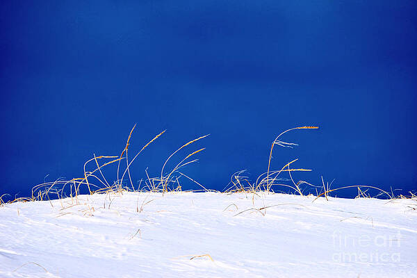 Wall Art featuring the photograph Sand Grass In Snow Under Blue Sky by Debra Banks