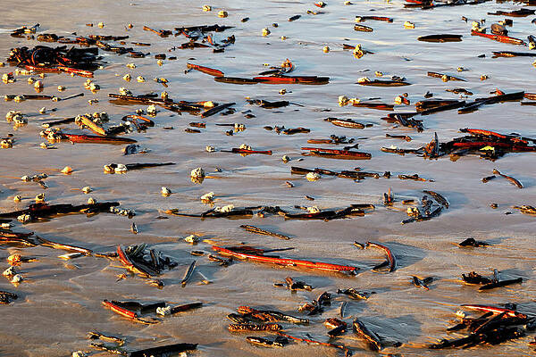 Wall Art featuring the photograph Sand Stories 1 by Nicholas Blackwell