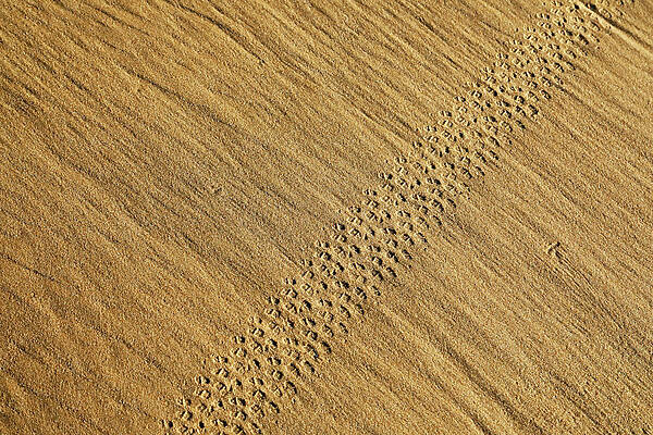 Wall Art featuring the photograph Sand Stories 4 by Nicholas Blackwell