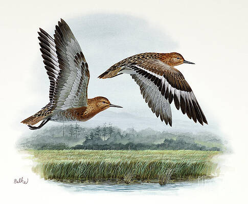 Sanderling Print
