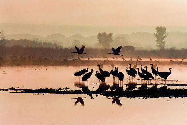 Serene Wall Art featuring the photograph Sandhill Crane 18D by Sally Fuller