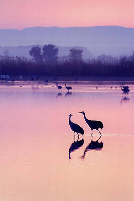 Serene Wall Art featuring the photograph Sandhill Crane 30C by Sally Fuller