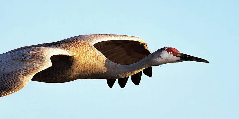 Sky Wall Art featuring the photograph Sandhill Crane 40A by Sally Fuller