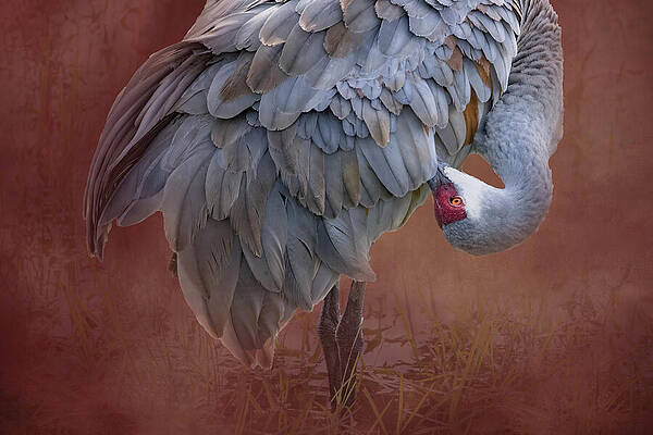 Feather Wall Art featuring the photograph Sandhill Crane 43B by Sally Fuller