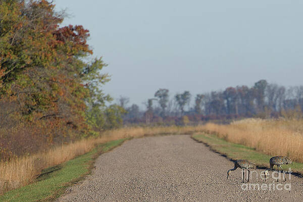 Fall Photograph - Sandhill Crane Along A Crex Meadows Road by Natural Focal Point Photography