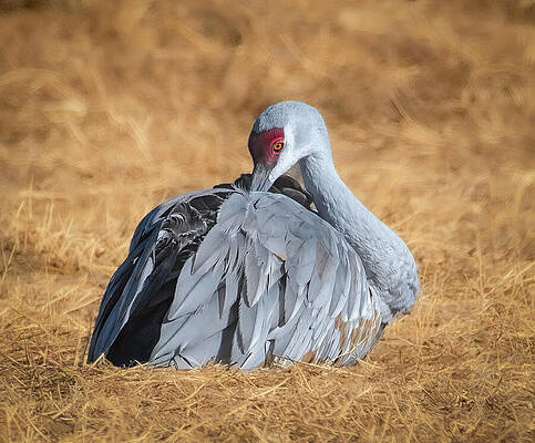Wall Art featuring the photograph Sandhill Crane Amidst The Colors Of Harvest In New Mexico by Rebecca Herranen
