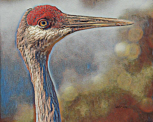 Florida Wall Art featuring the digital art Sandhill Crane by Antonios Valamontes