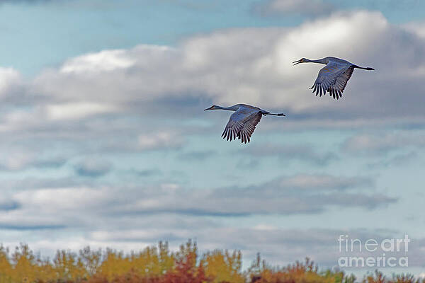 Fall Photograph - Sandhill Crane Calling Over Crex Meadows by Natural Focal Point Photography