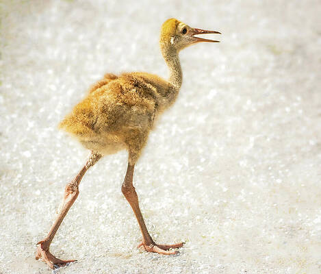 Wall Art featuring the photograph Sandhill Crane Colt by Rebecca Herranen