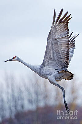 Fall Photograph - Sandhill Crane Fall Flight by Natural Focal Point Photography