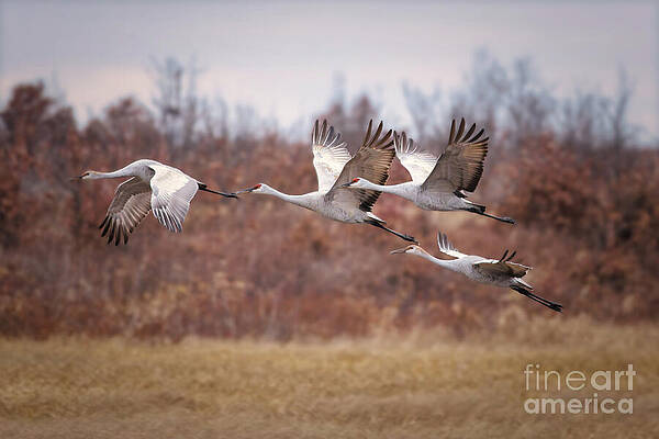 Fall Photograph - Sandhill Crane Family Flight by Natural Focal Point Photography