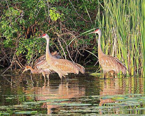 Wall Art featuring the photograph Sandhill Crane Family, Lake Wingra, Madison, WI by Steven Ralser