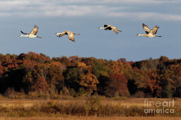 Fall Photograph - Sandhill Crane Flight With Autumn Colors In Crex Meadows by Natural Focal Point Photography