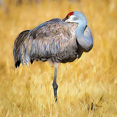 Wall Art featuring the photograph Sandhill Crane Lazy Afternoon by Rebecca Herranen