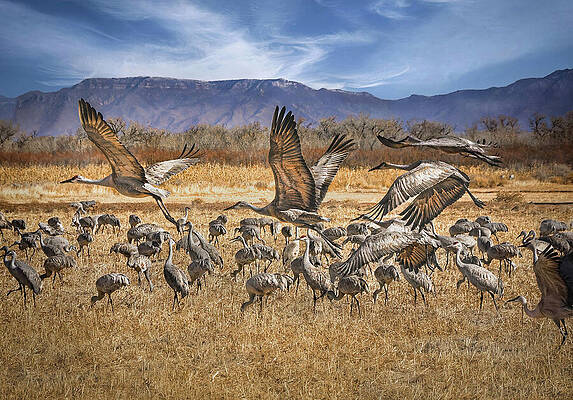 Wall Art featuring the photograph Sandhill Crane Migration by Rebecca Herranen