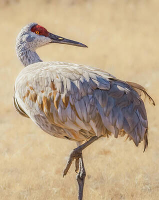 Wall Art featuring the photograph Sandhill Crane Natural by Rebecca Herranen