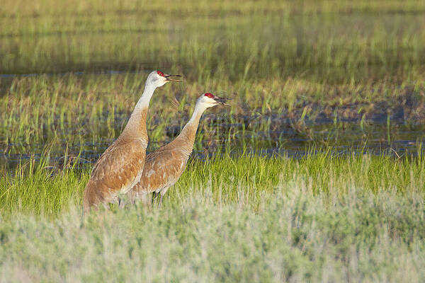 California Wall Art featuring the photograph Sandhill Cranes Vocalizing At Kyburz Flat - Sierra County California by Mike Lee