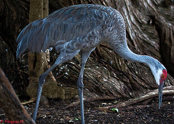 Egret Photograph - Sandhill Crane by Rene Vasquez