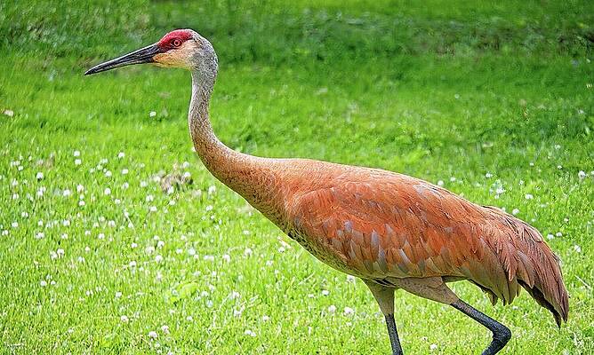 Wall Art featuring the photograph Sandhill Crane, Wisconsin by Steven Ralser