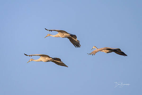 Fall Wall Art featuring the photograph Sandhill Cranes #7371 by Dan Beauvais