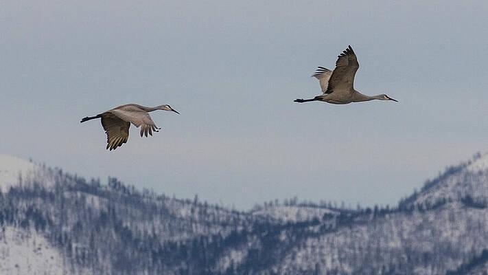 California Wall Art featuring the photograph Sandhill Cranes At Dawn - Lassen County California by Mike Lee