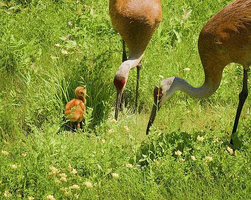 Cranes with a Chick in Grass Photograph