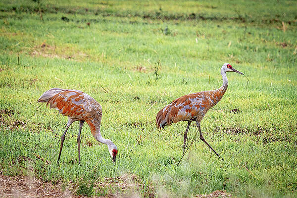 Nature Wall Art featuring the photograph Sandhill Cranes_2049 by Mark Triplett