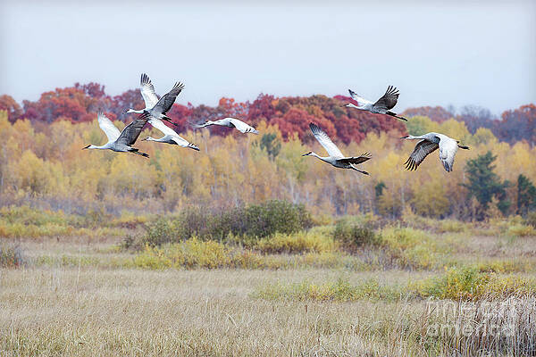 Fall Photograph - Sandhill Flight In Fall Migration by Natural Focal Point Photography