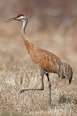 Marsh Photograph - Sandhill Spring Strut by Natural Focal Point Photography