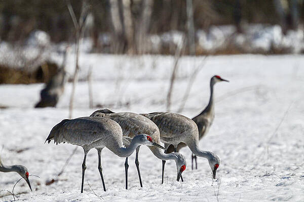 Wall Art featuring the photograph Sandhills Feeding by Harry Banks