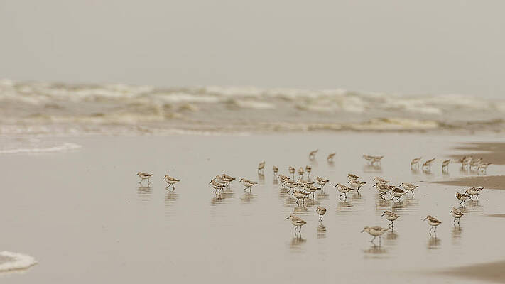 Beach Wall Art featuring the photograph Sandpipers by Chad Thunberg