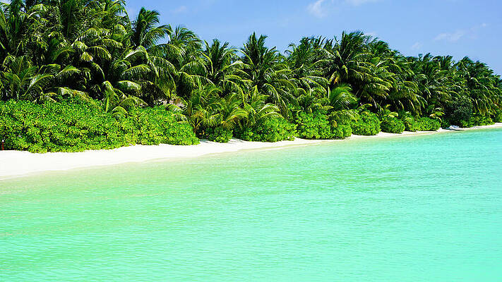 Beach Photograph - Palm Trees Maldives White Sand Beach by Waterdancer