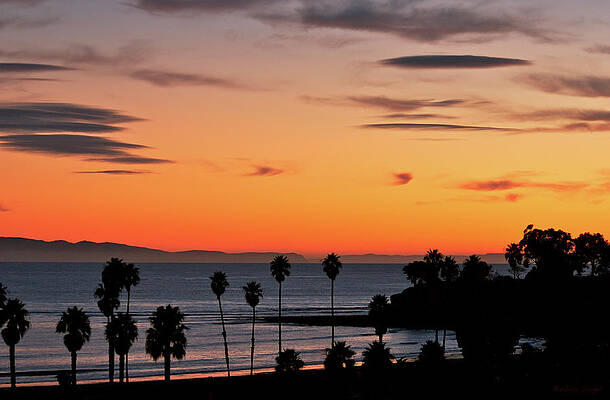 Sunset Photograph - Santa Barbara Palms by Barbara Siegel