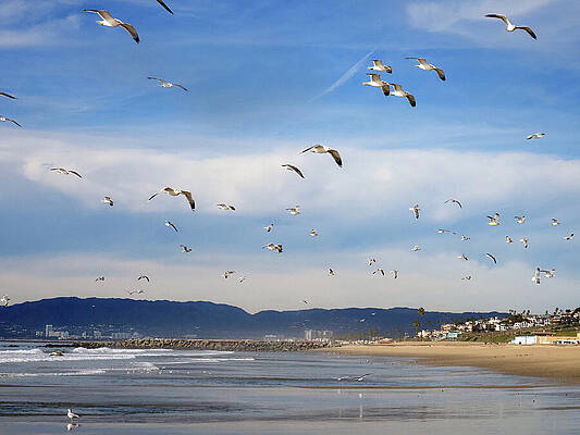 Sky Wall Art featuring the photograph Santa Monica Bay And Crew by Joe Schofield