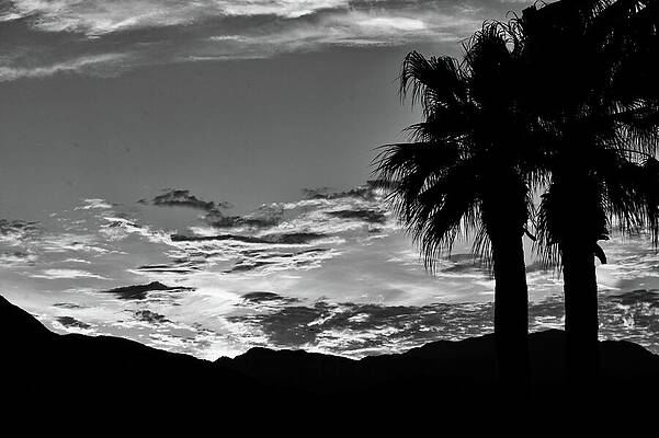 Wall Art featuring the photograph Santa Rosa Mountains And Palm Tree Silhouettes At Dusk In Noir by Bonnie Colgan