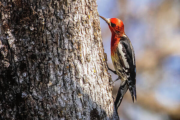American Wall Art featuring the photograph Sapsucker On Oak Tree by Mike Lee