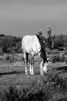 Nature Photograph - Sarge Grazes BW by American Landscapes