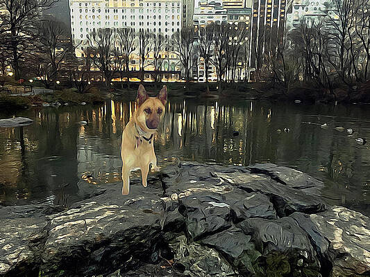 Wall Art featuring the photograph Sasha In Central Park by Carol Whaley Addassi