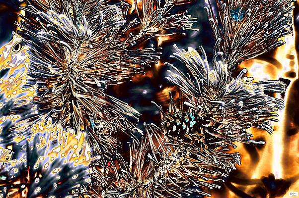 Sask- Cones and Needles by Alex John Bergerman